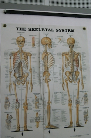 The skeletal system